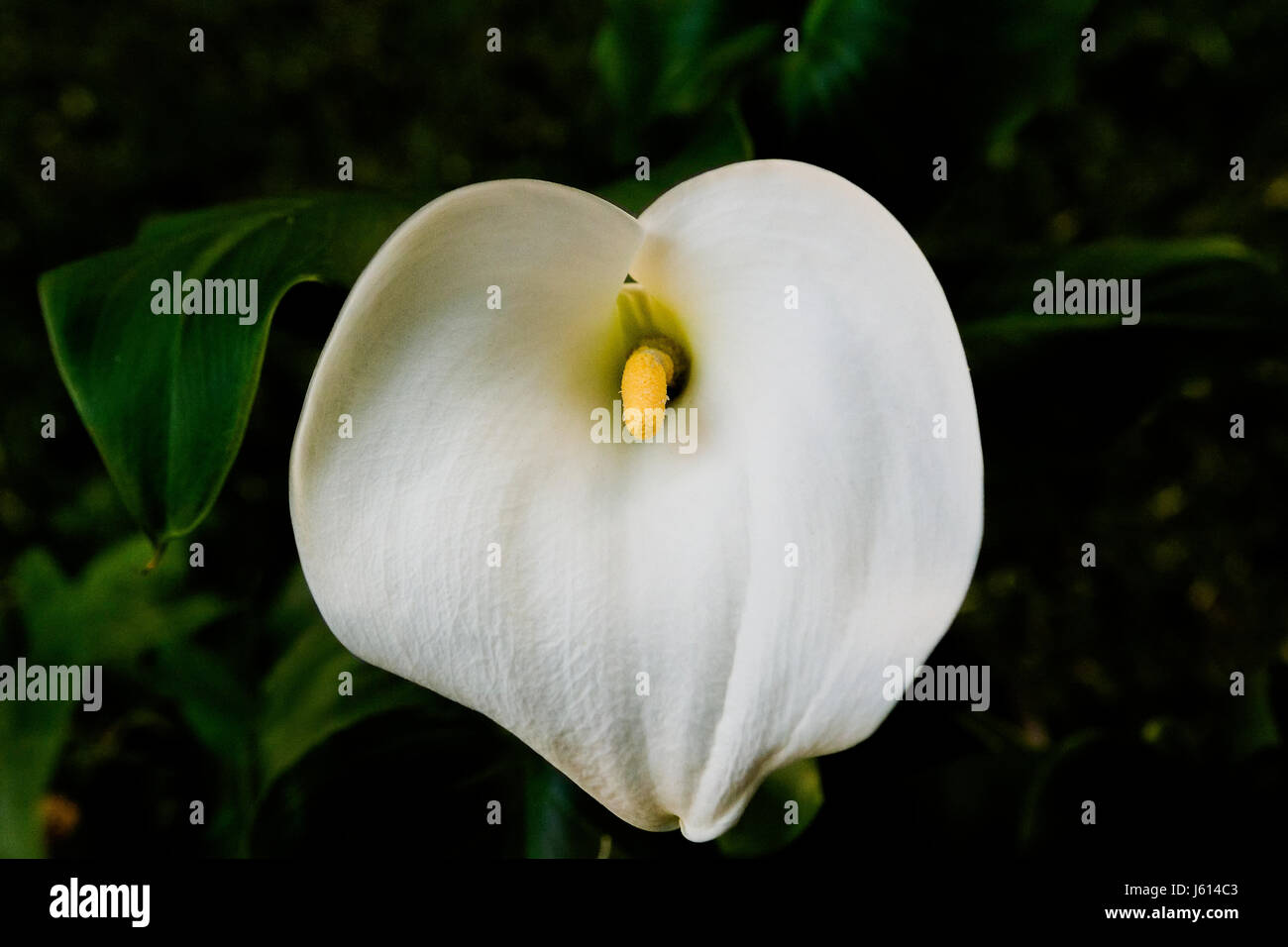 Calla lily flowers hires stock photography and images Alamy