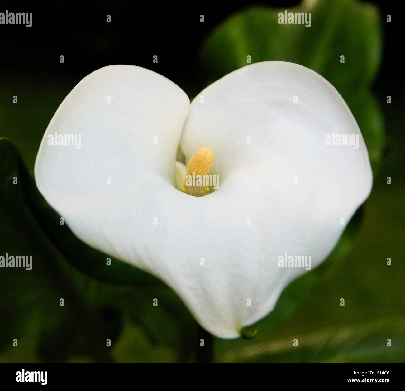 Calla lily flowers hires stock photography and images Alamy