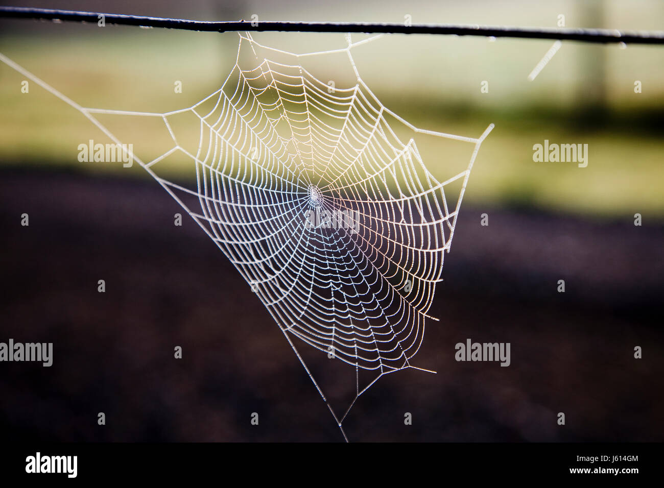 Spider  Silk in North Island New Zealand Stock Photo Alamy