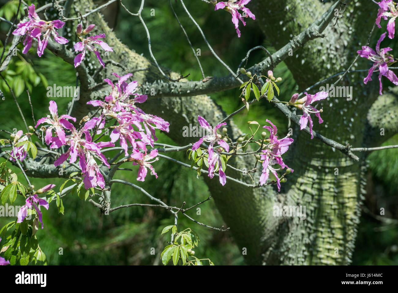 Silk Floss Tree ( Chorisia speciosa ) species of deciduous tree native