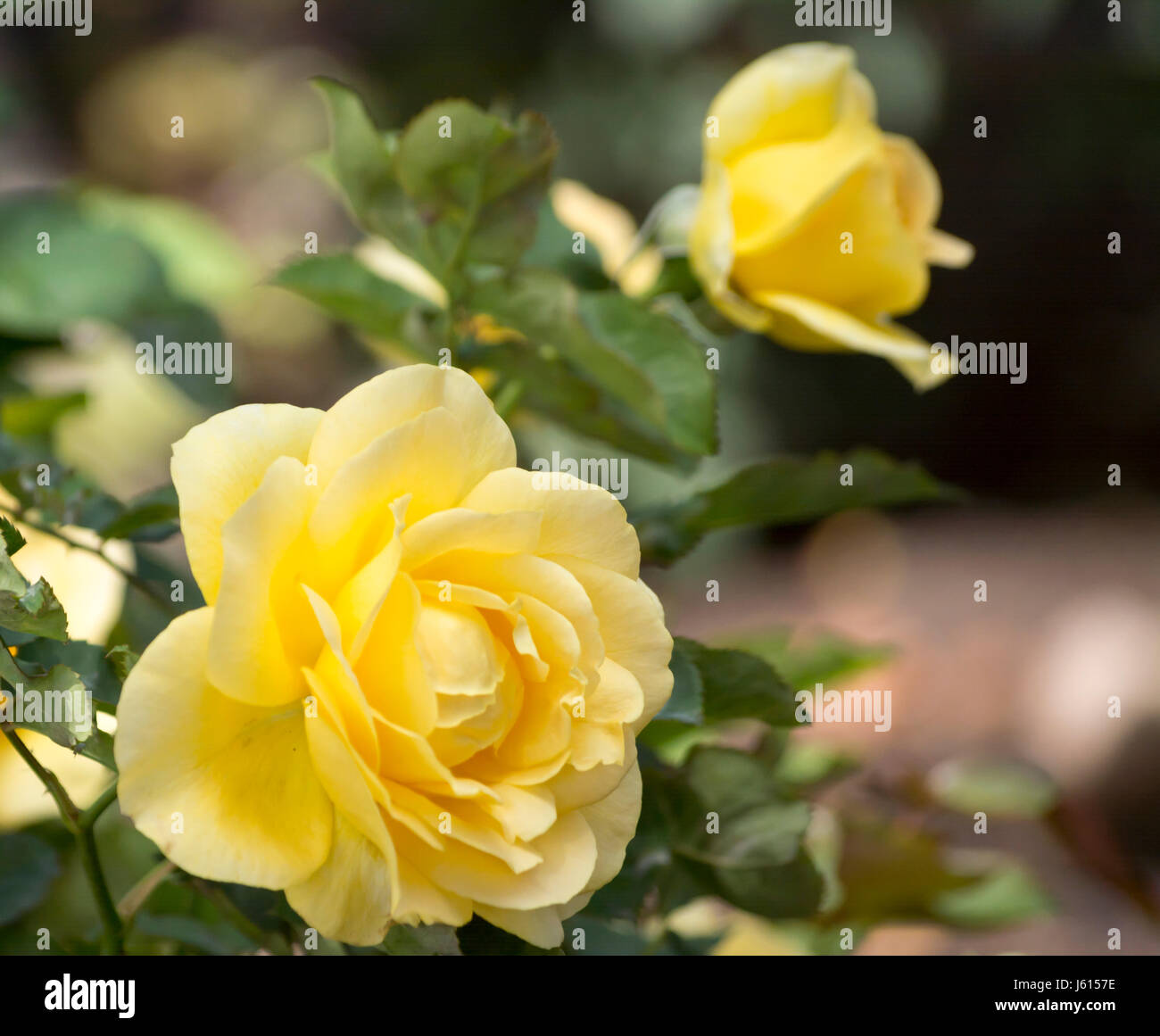 Yellow Roses at Balboa Park in San Diego, California Stock Photo Alamy
