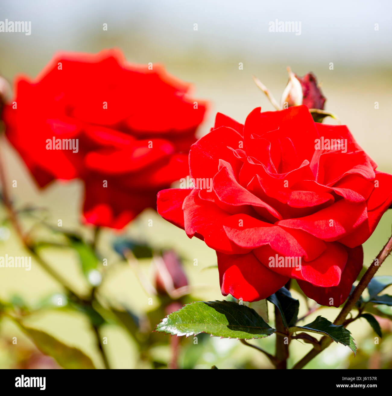Red Roses in Balboa Park at San Diego, California Stock Photo Alamy
