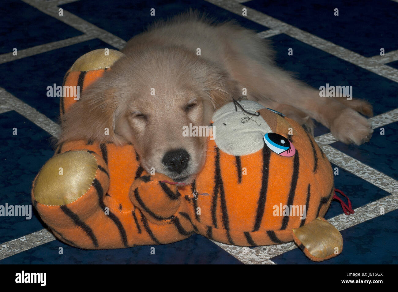 Dog plays & sleeps with his toy doll Stock Photo Alamy