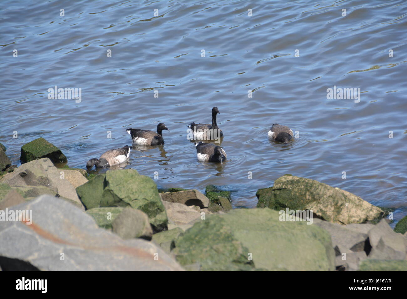 Ducks swimming along the rocks Stock Photo