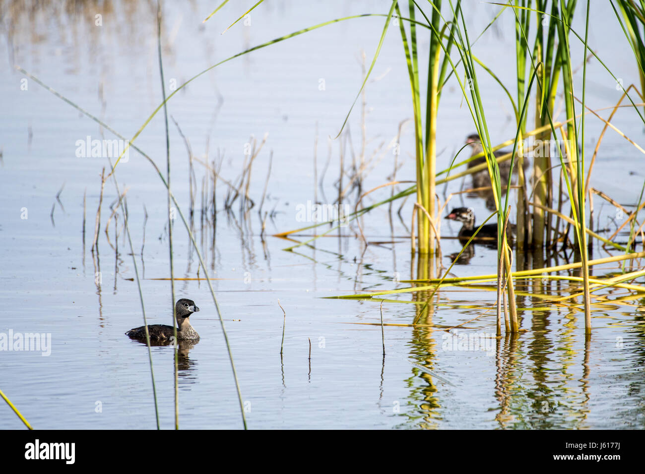 Pied-billed Grebe, (Podilymbus podiceps), parent and two older chicks.  Bosque del Apache National Widlife Refuge, New Mexico, USA. Stock Photo