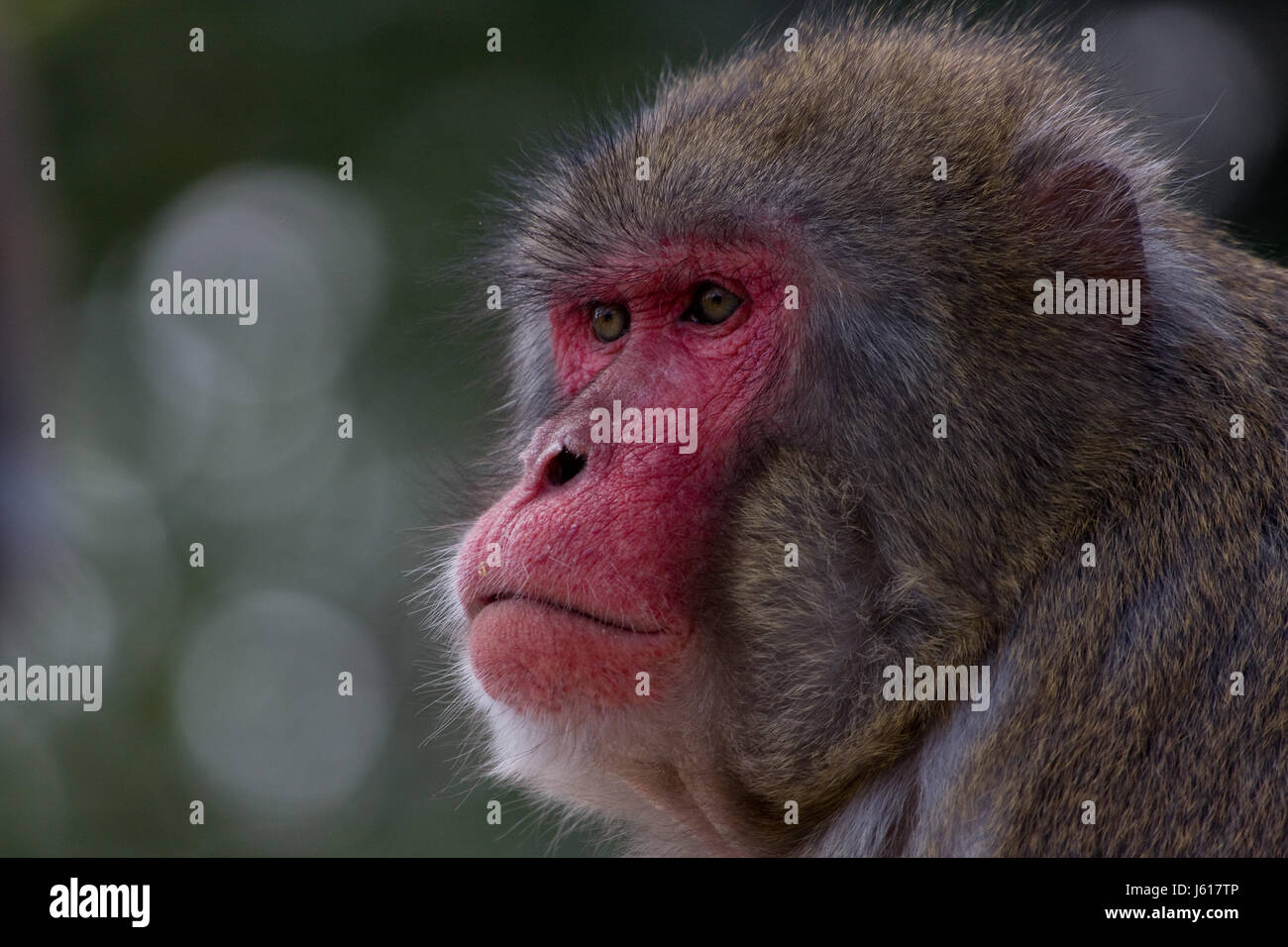 portrait monkey japan portrait monkey red makak japanmakak makak rotgesichtaffe Stock Photo