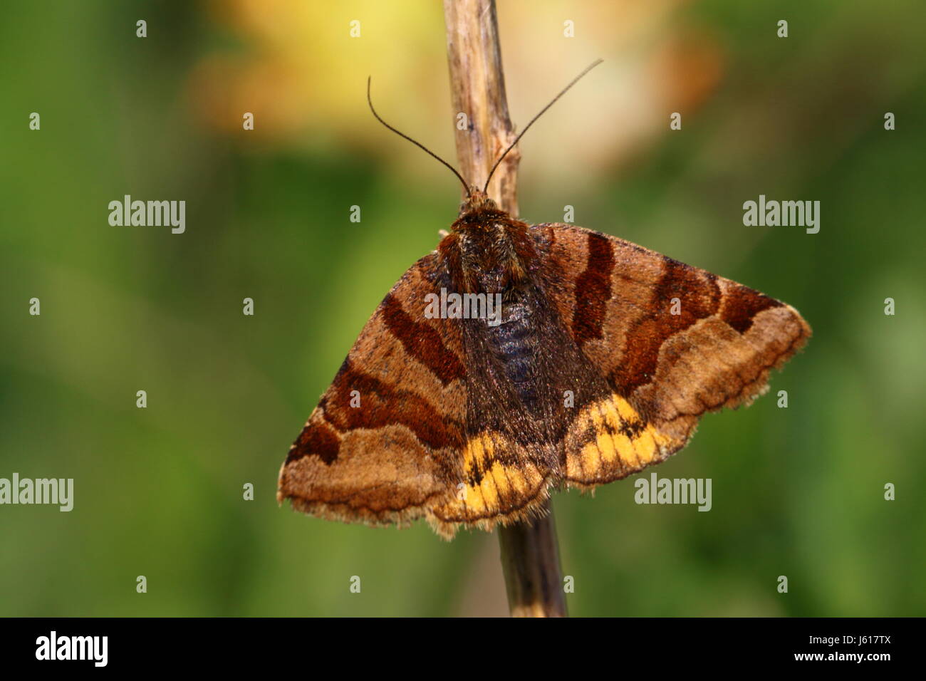 Burnet Companion Moth Stock Photo