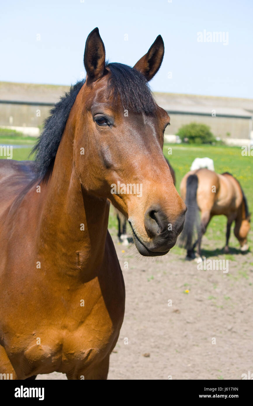 horse bloom blossom flourish flourishing horses spring waist belt