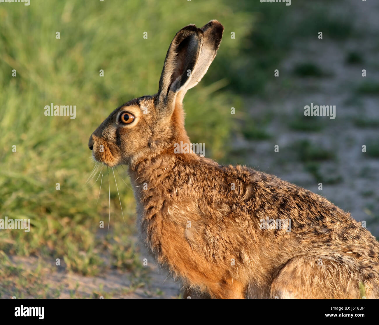 hare bunny ears hare shy acre courses meadow bunny forest wildhase hasenohren Stock Photo