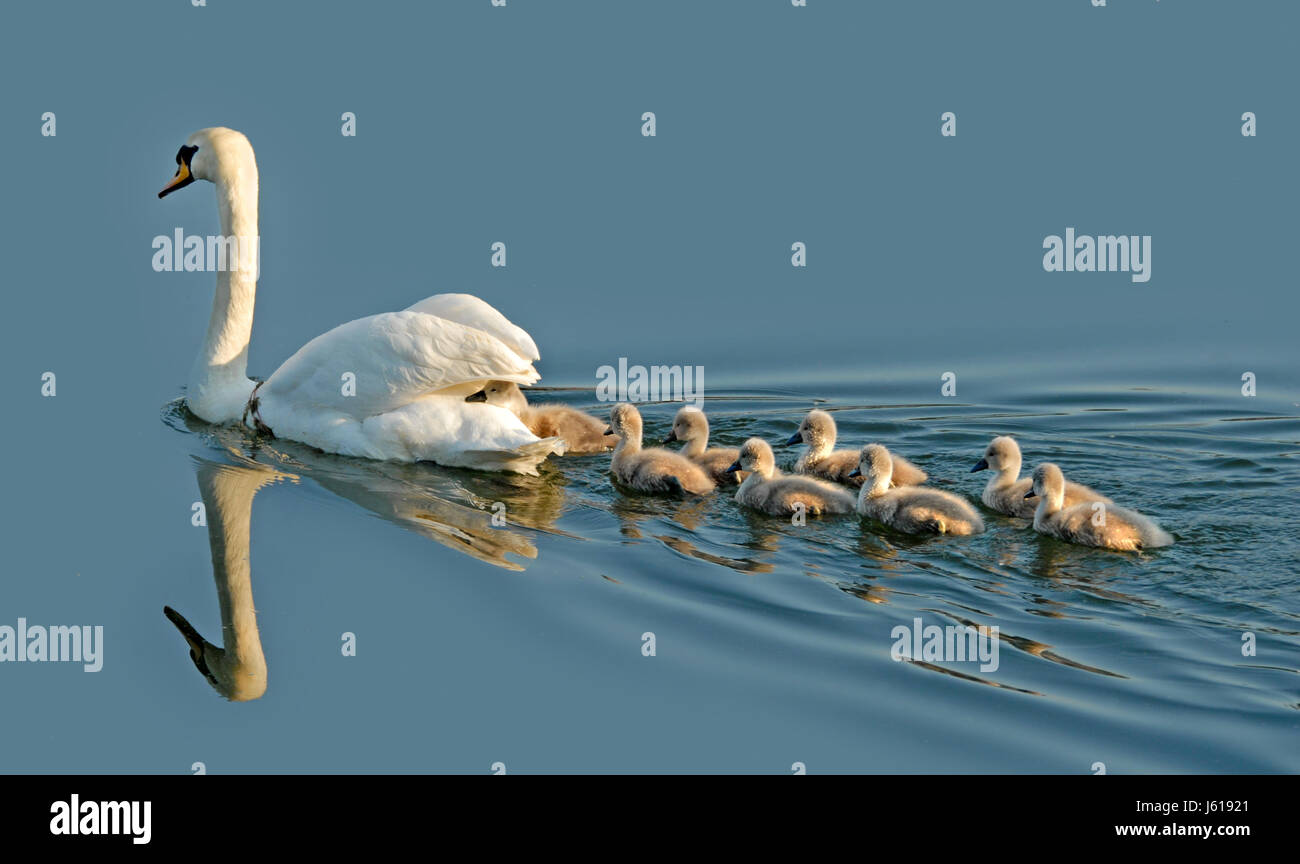 blue swans offspring familiy family bird swans swan birds offspring mother mom Stock Photo