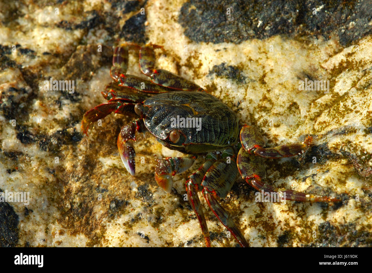 Crab In Shallow Water Stock Photo - Alamy