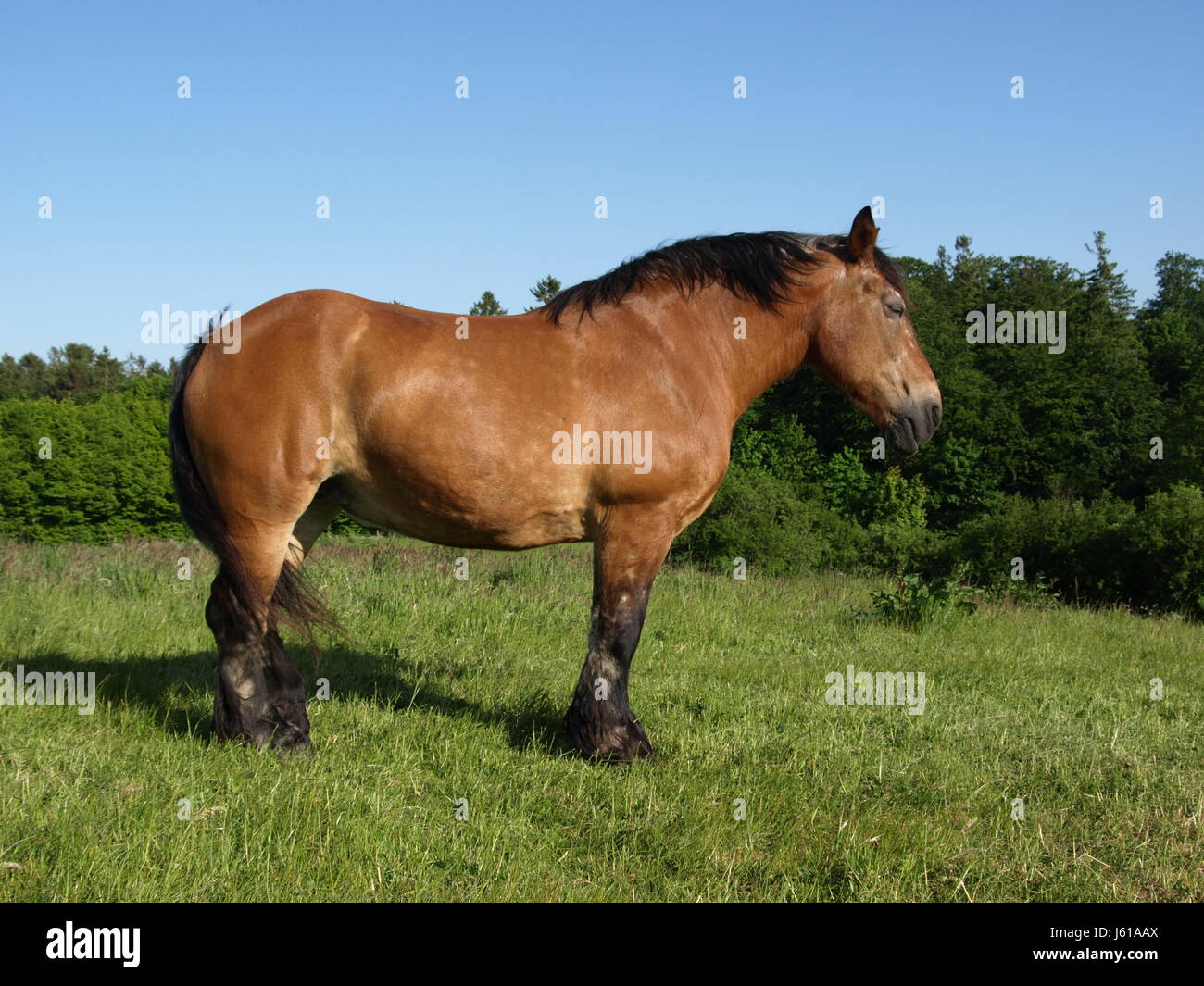 horse browner cold blooded animal draught horse workhorse horse stallion Stock Photo