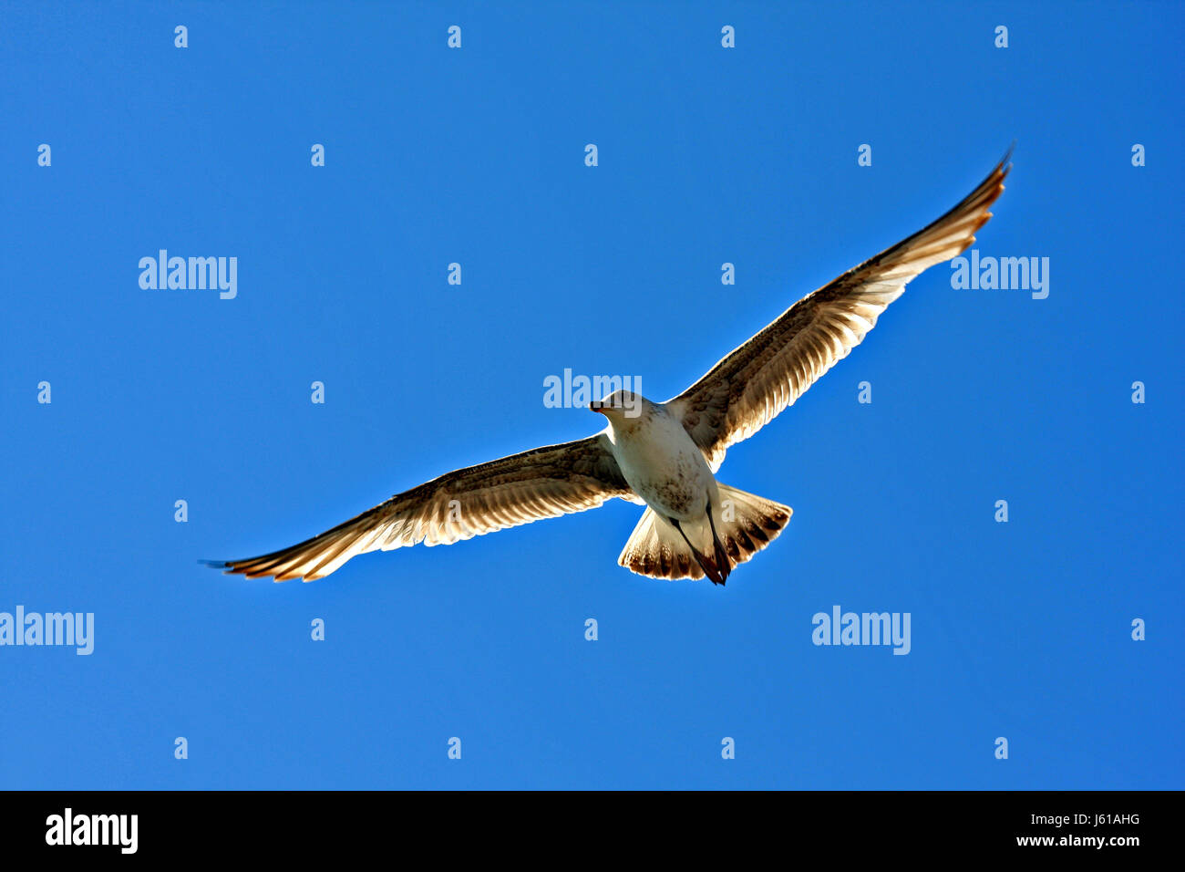 flight bird birds glide colour colors colours fly flies flys flying