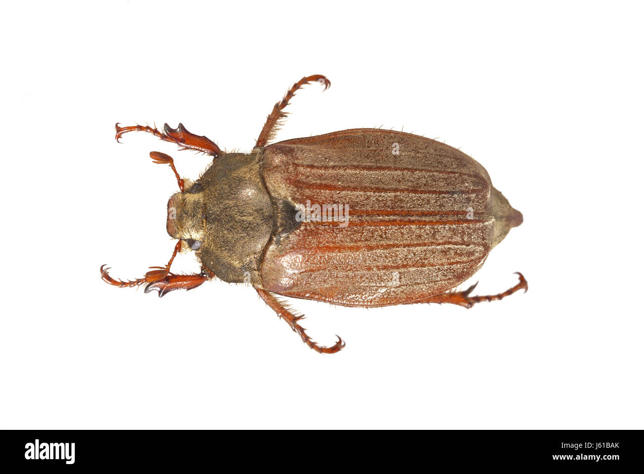 Cockchafer or May bug (Melolontha melolontha) isolated on a white background Stock Photo