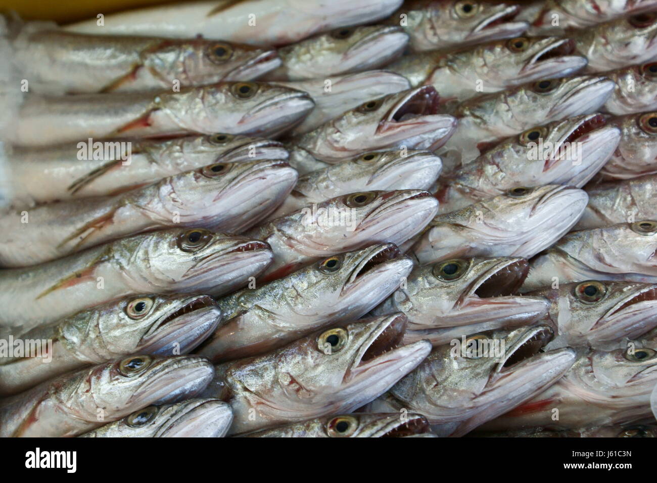 fish eyes bright shiny mackerel ordered dead fish eyes bright shiny