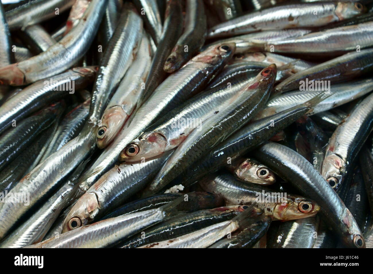 eyes bright shiny sardines ordered fish dead eyes bright shiny mackerel ordered Stock Photo Alamy