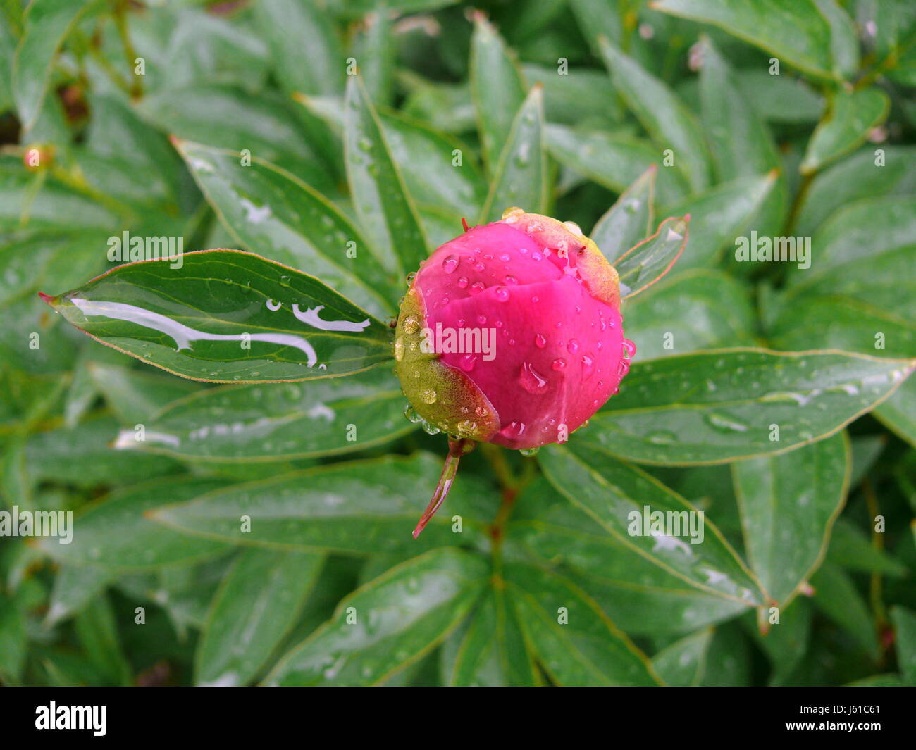 peony peony green raindrop bud violet decorative plant colour contrast magenta Stock Photo