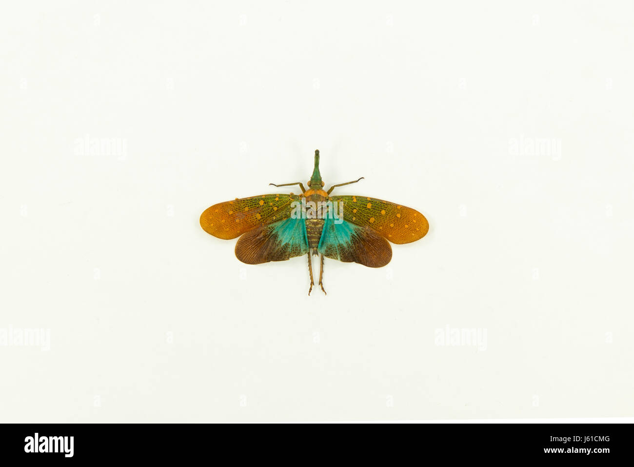 lantern bug dried specimen isolated on white background. Pyrops whiteheadi. dorsal view. Stock Photo