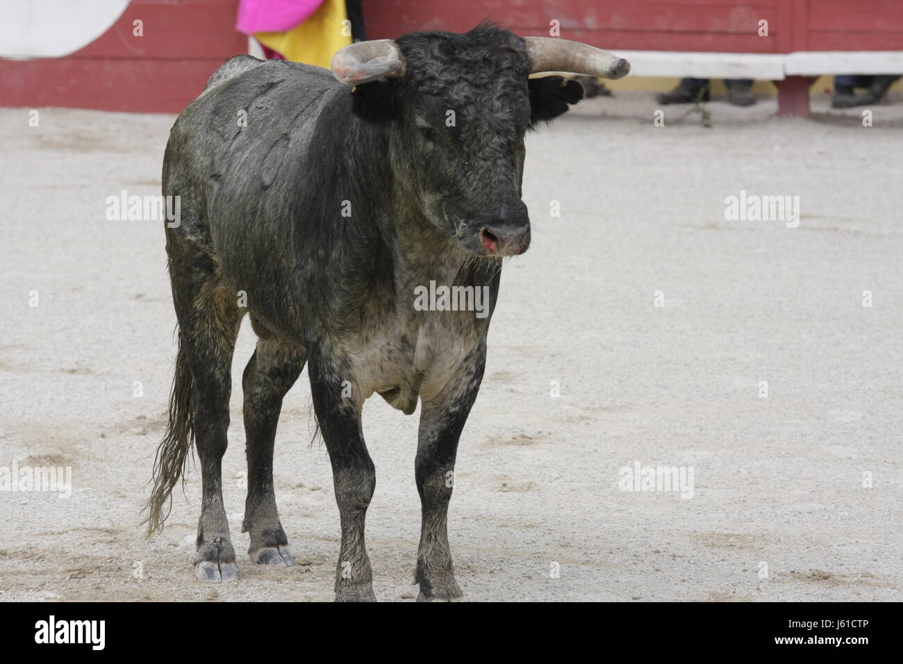 spain france tradition bull bullfight cruelty to animals sanguinarily  hispanic Stock Photo - Alamy