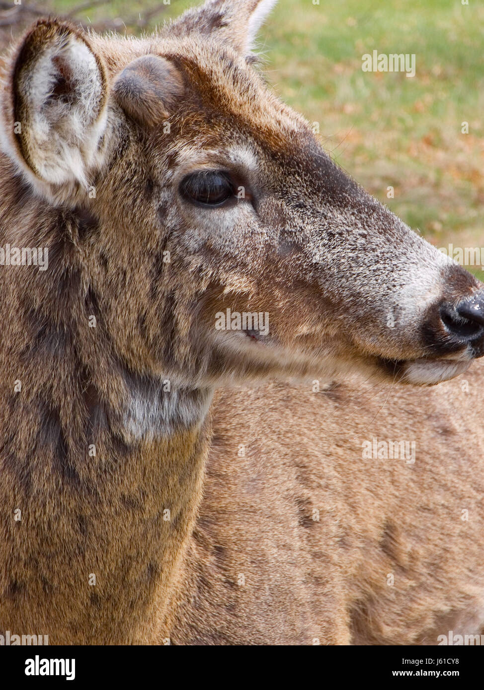 close animal mammal buck hunt wildlife deer close macro close-up macro Stock Photo