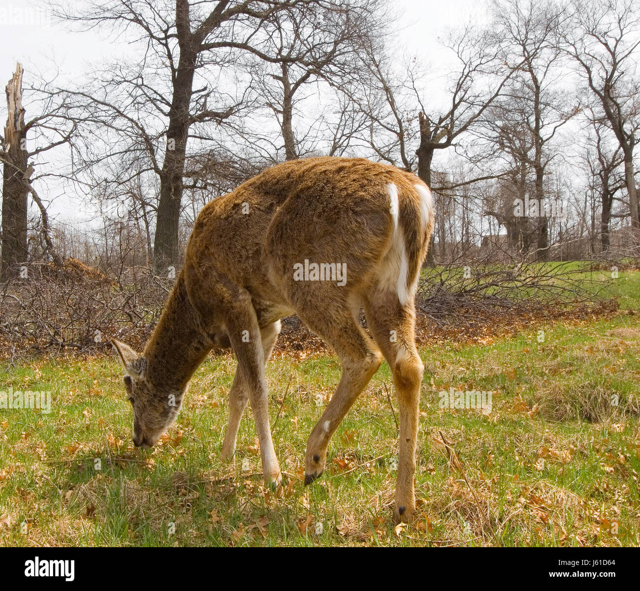 animal mammal wild hunt wildlife deer hart stag close macro close-up macro Stock Photo