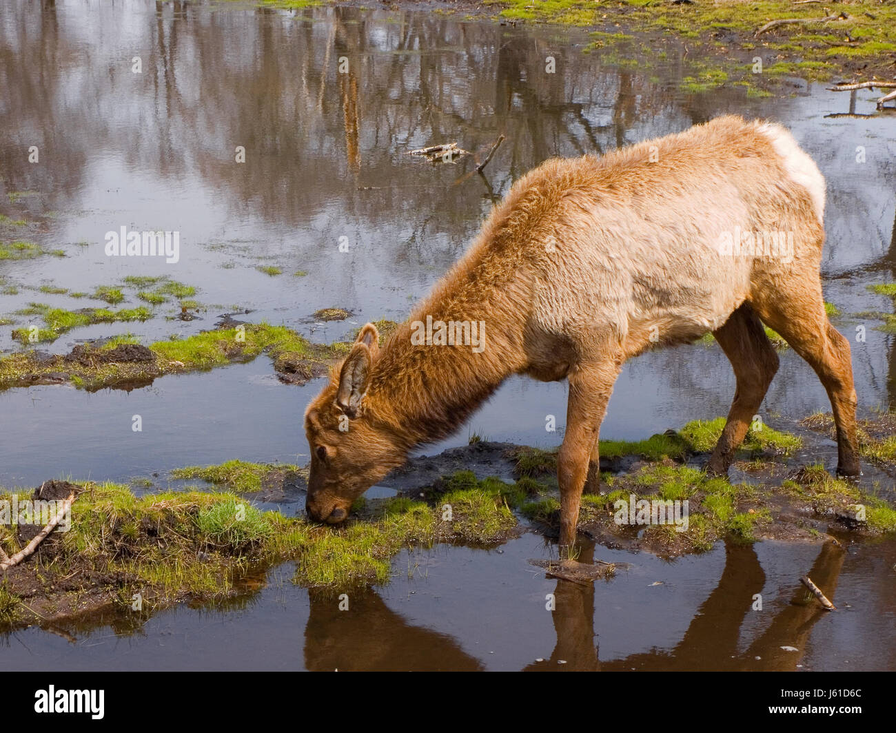 animal mammal wildlife cow elk deer eating eat eats close macro close-up macro Stock Photo