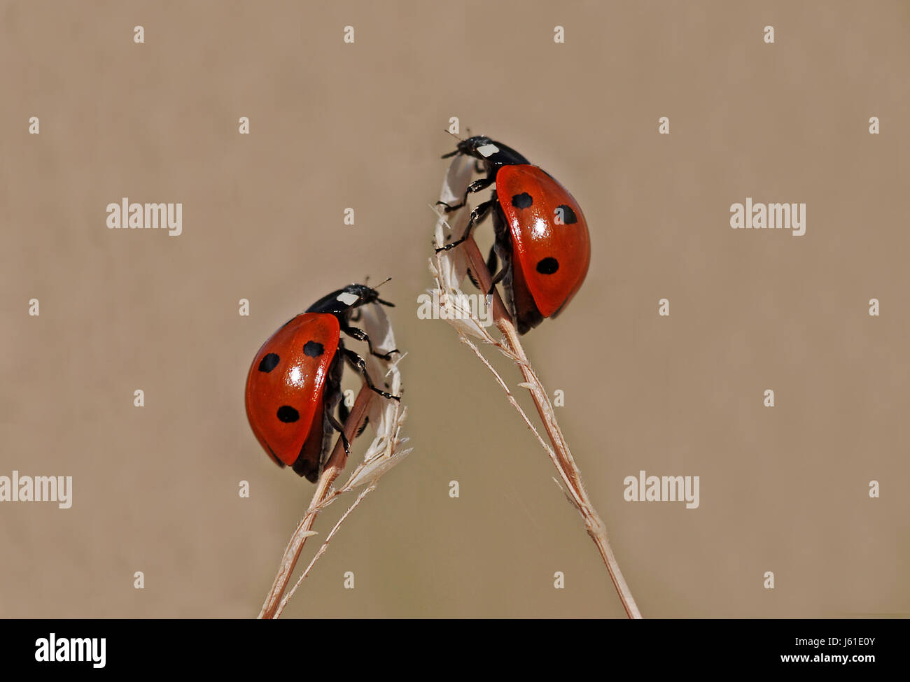 insect beetle dots red ladybug insect beetle photo composition dots rise climb Stock Photo