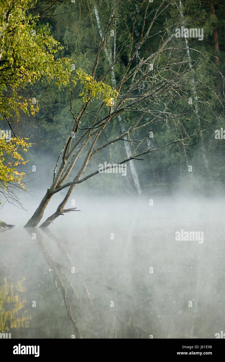 tree cold fog radio silence quietness silence loneliness muddily salt water sea Stock Photo