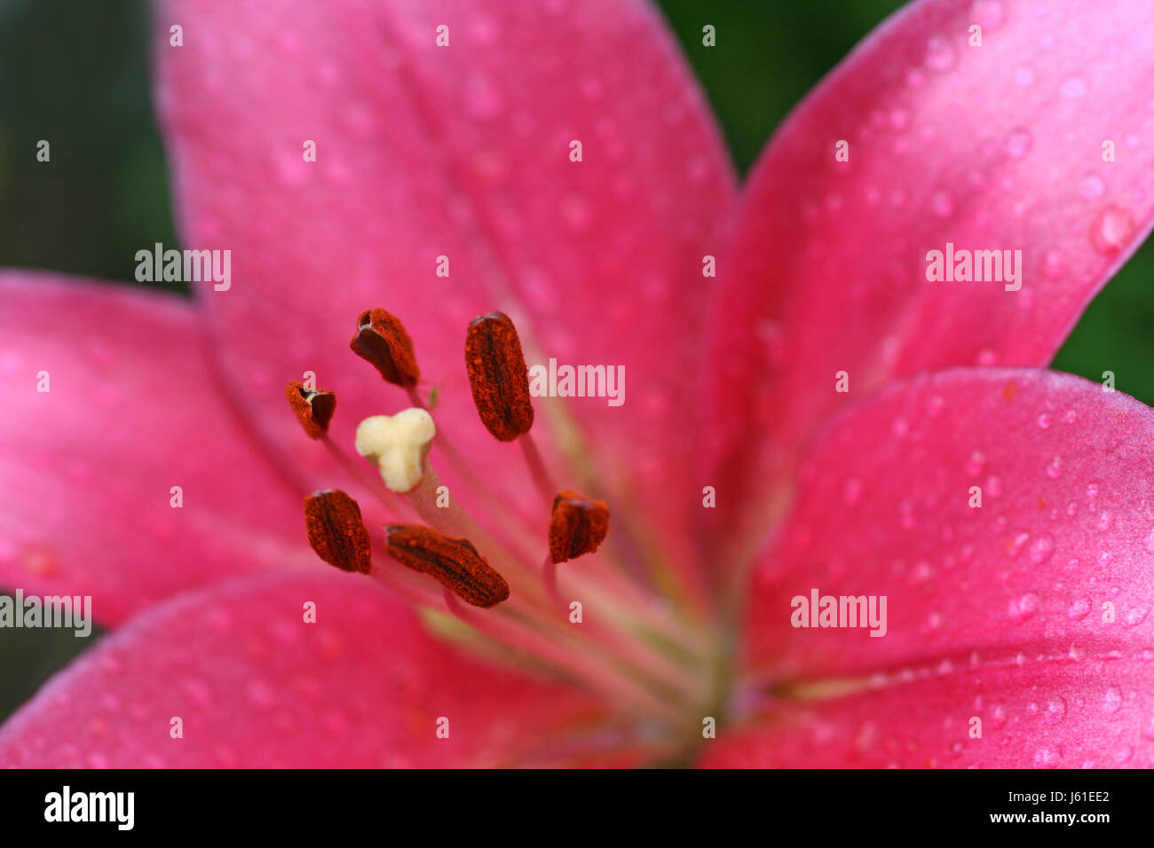 macro close-up macro admission close up view raindrop lily bud shine shines Stock Photo