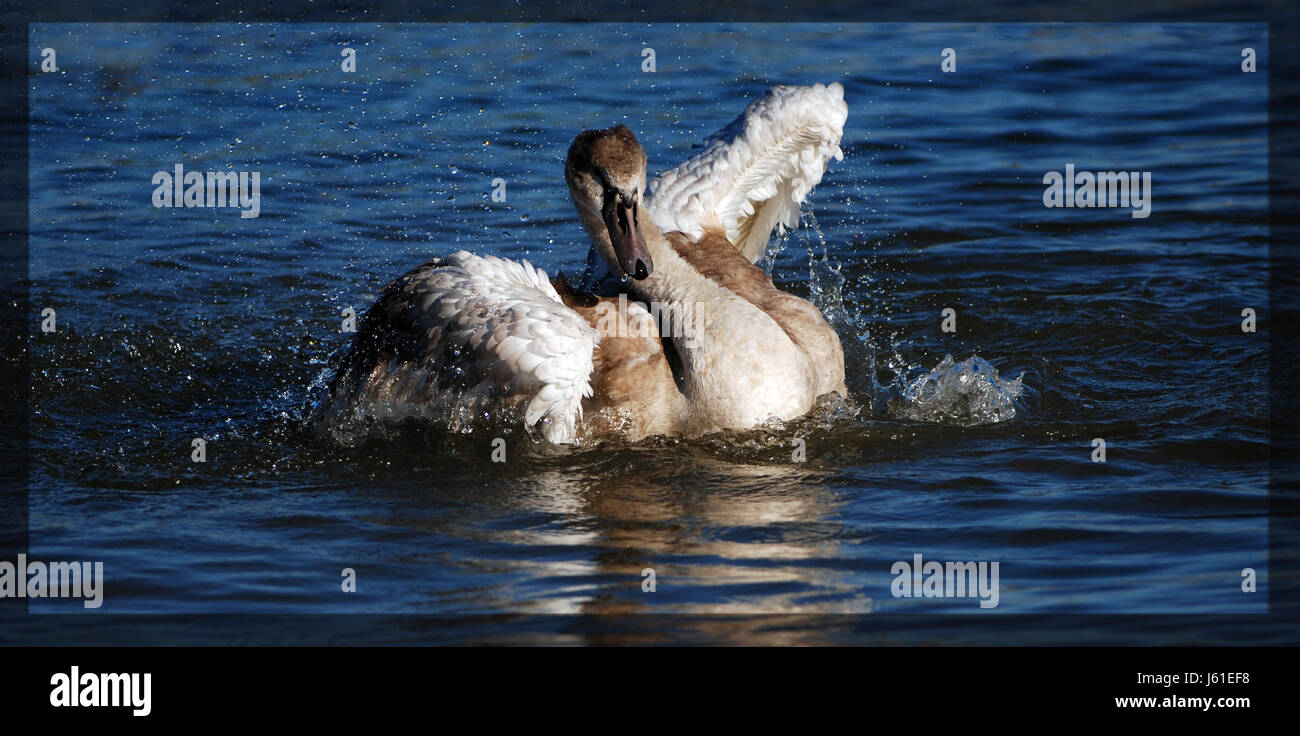 rhine swan waterfowls waterfowl expression spray beatniks drop drip drops Stock Photo