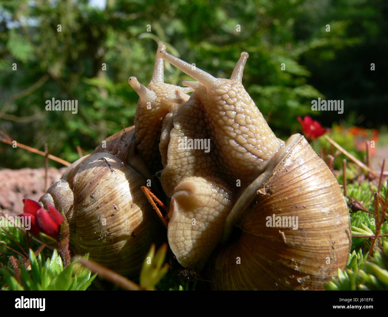 escargots snail shell garden weed escargots mucous snail shell bed