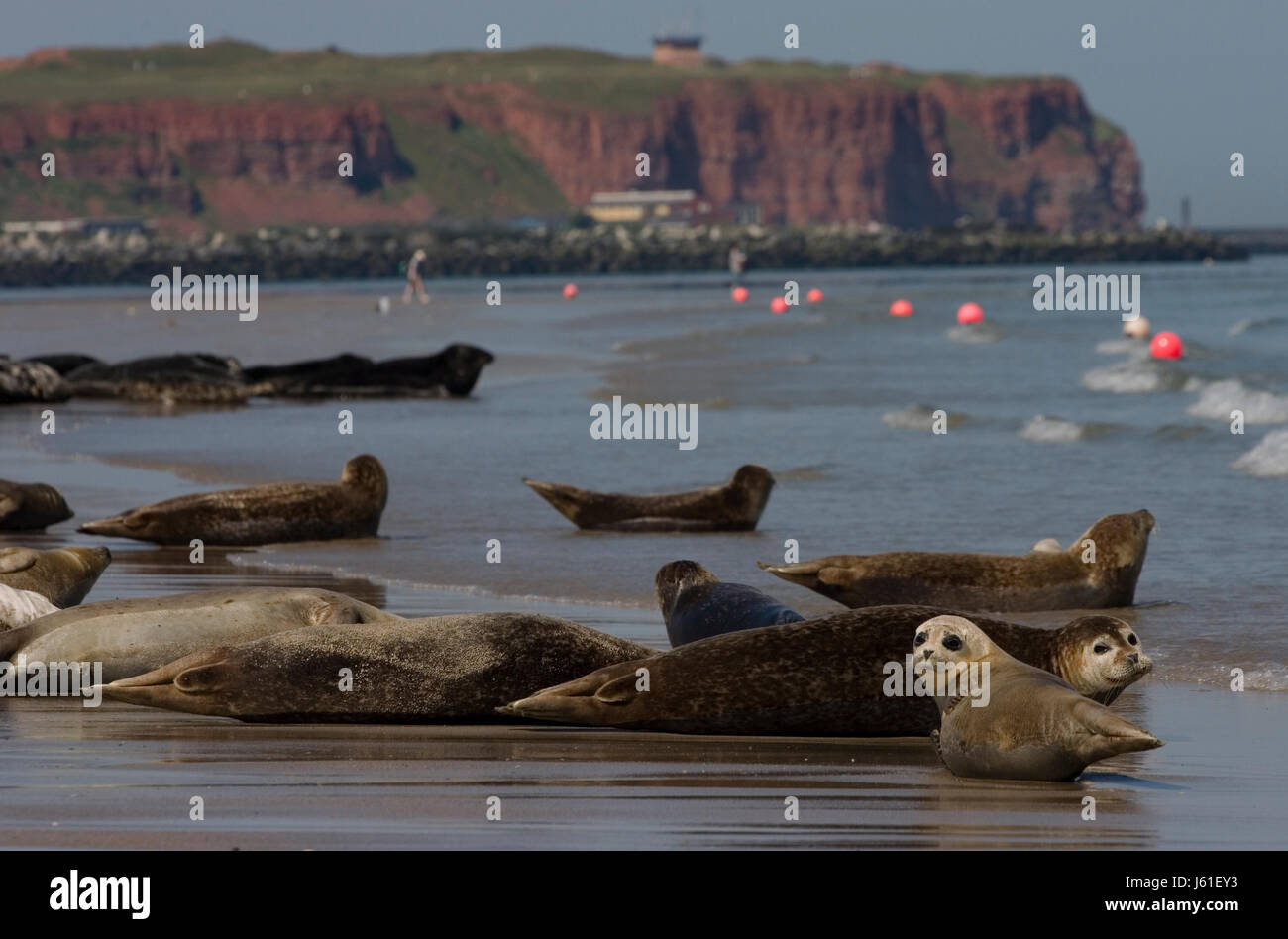 grey seals of helgoland Stock Photo Alamy