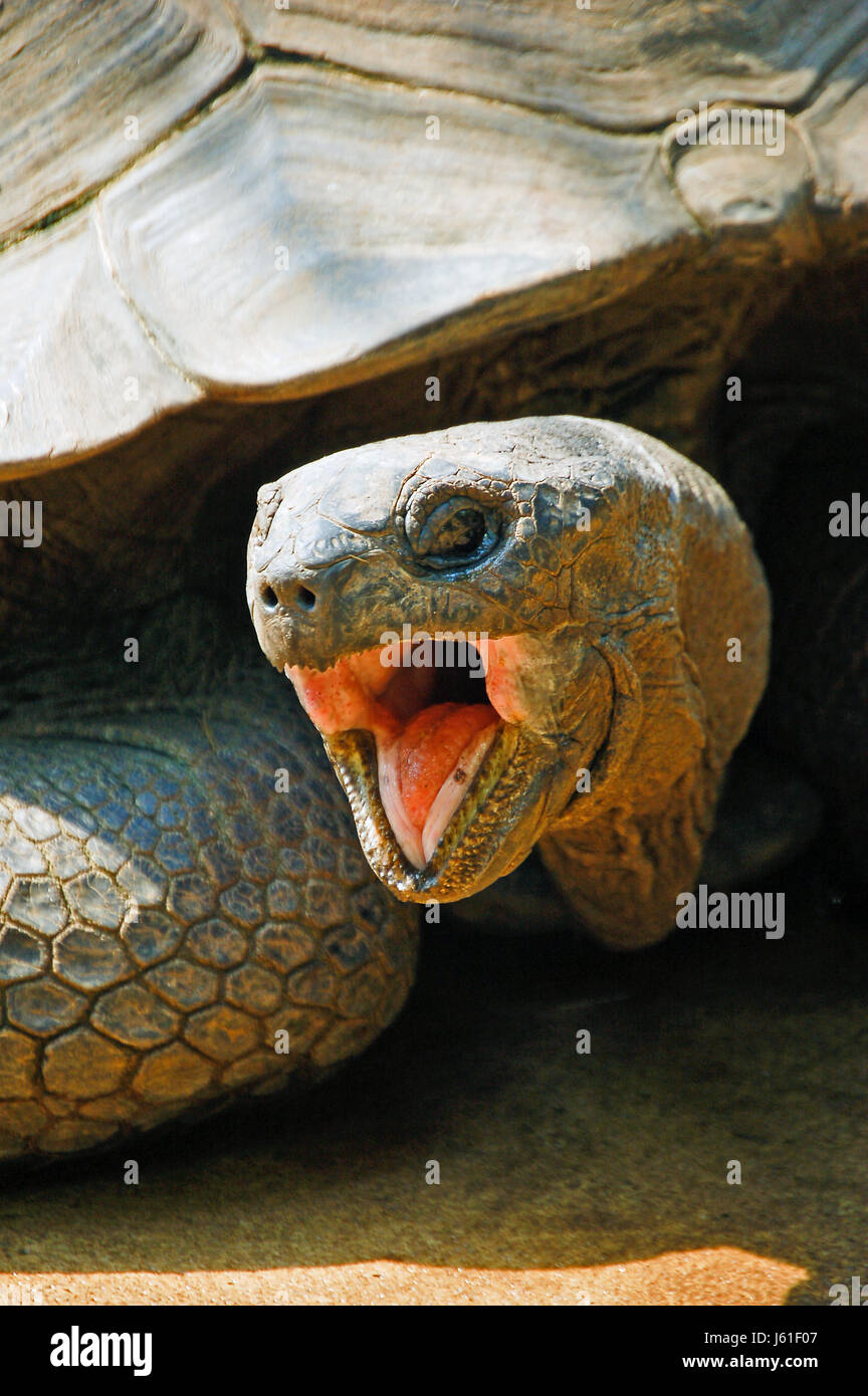 tortoise turtle macro close-up macro admission close up view mouth ...