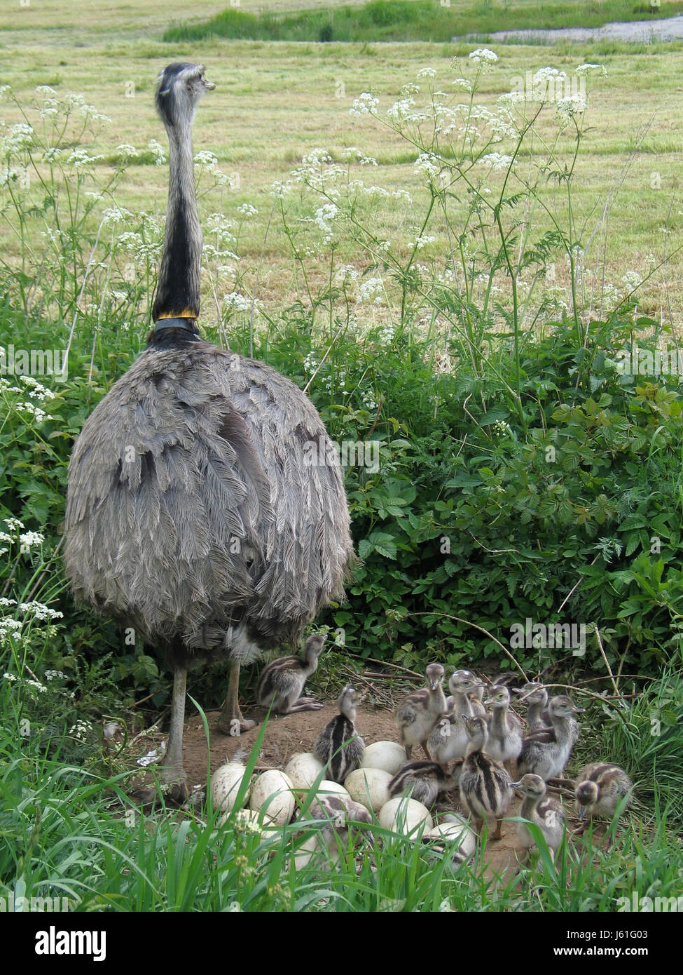 bird birds nest chick eggs hatch cock rooster bird birds offspring nest ...