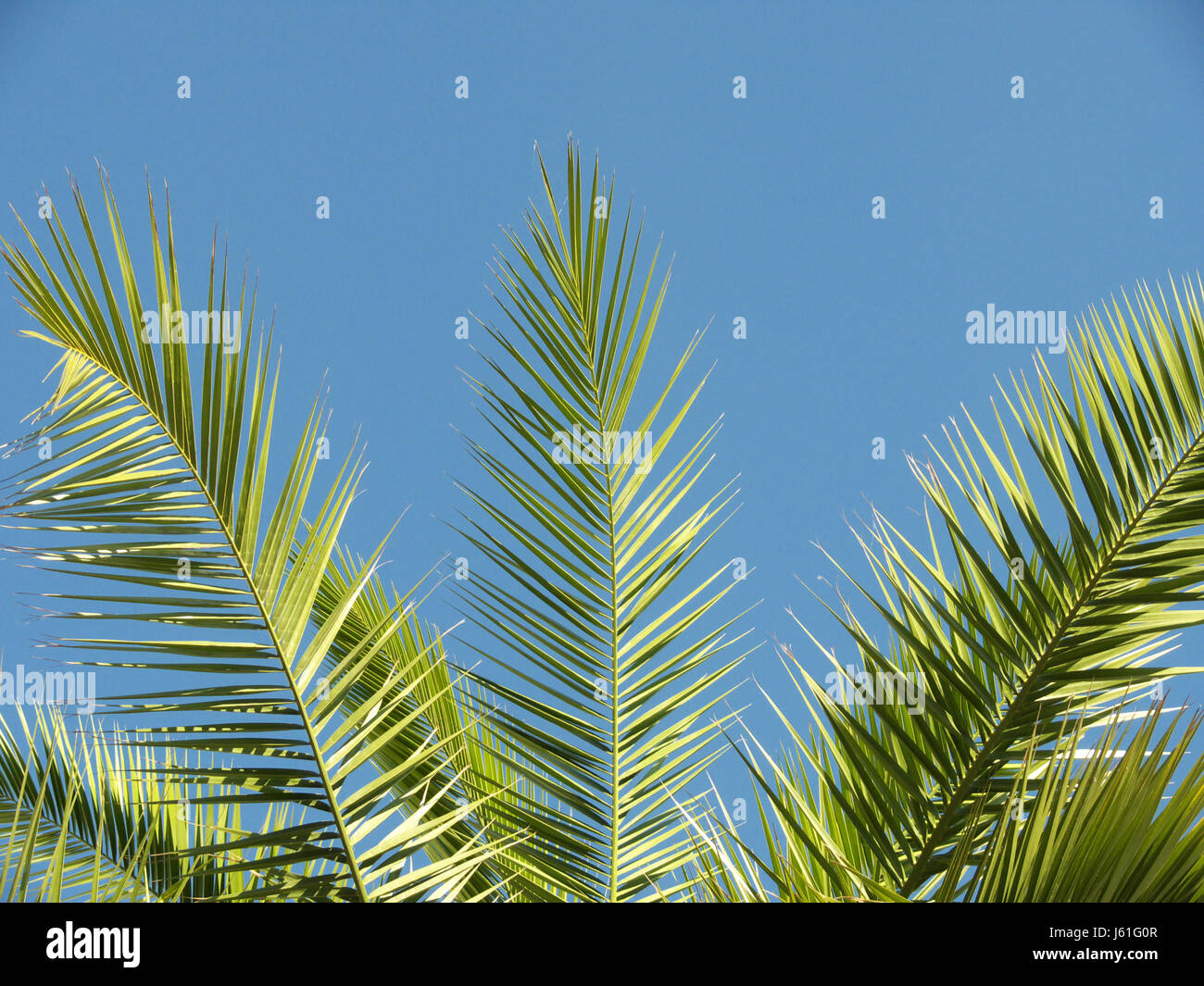 palm tree firmament sky plant blue shine shines bright lucent light serene Stock Photo