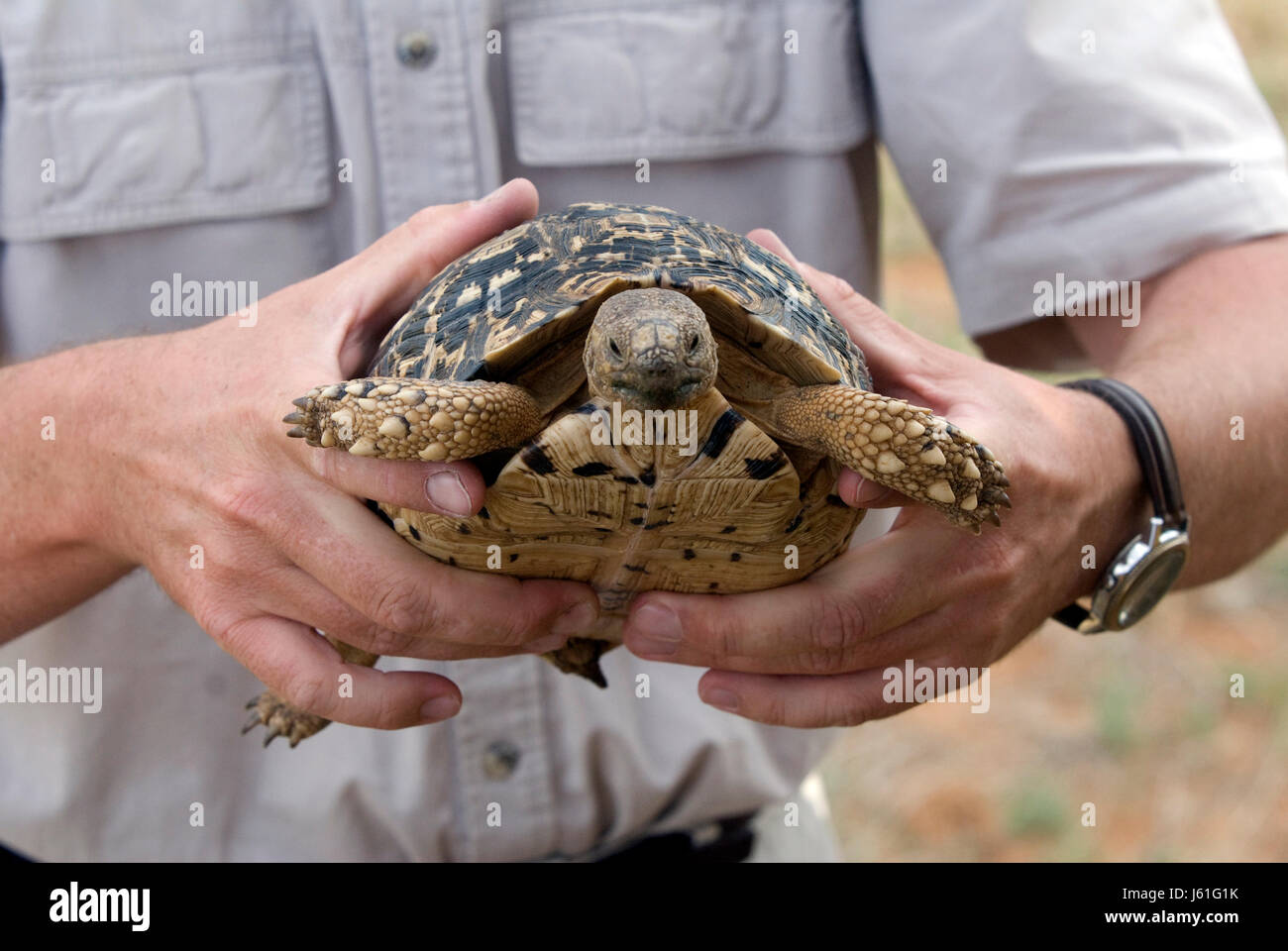 Leopardenschildkrte hi-res stock photography and images - Alamy