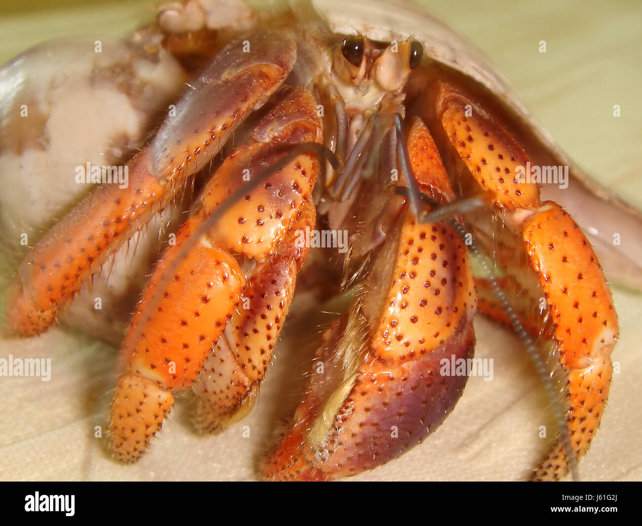 armour cancer shellfish seafood hermit hermit crab scrabble crawling armour Stock Photo Alamy