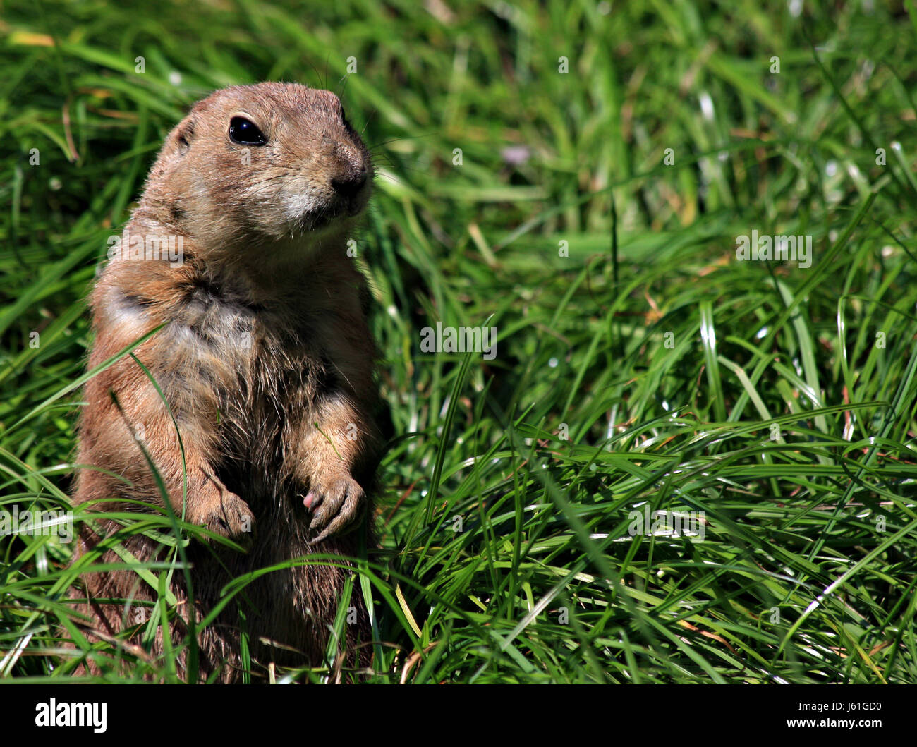 gnawers meadow grass lawn green eye organ gnawers meadow grass lawn green prrie Stock Photo