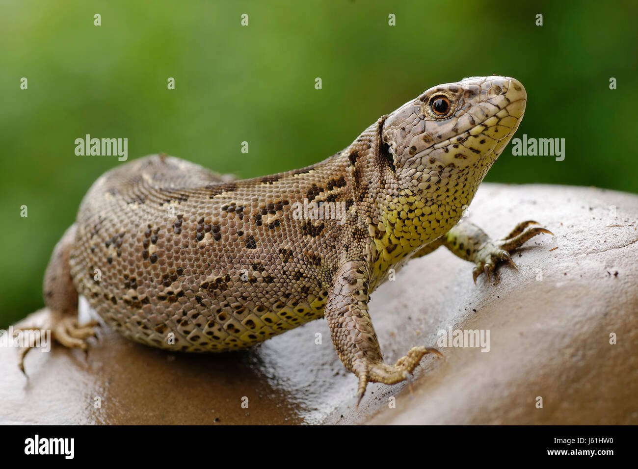 animal reptile lizard agile creep insects hunter rise climb climbing