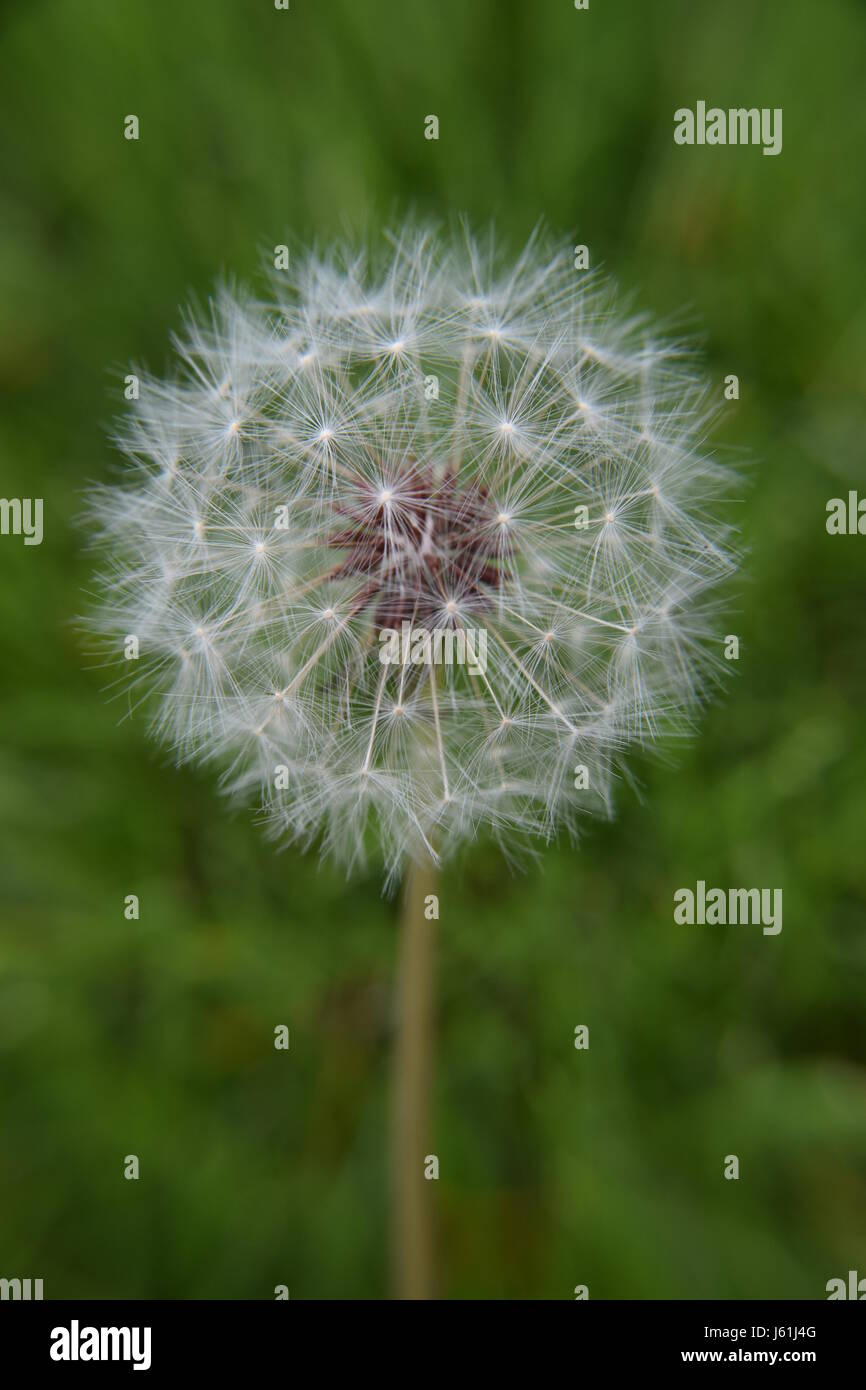 Dandelion Puff Ball Stock Photo - Alamy