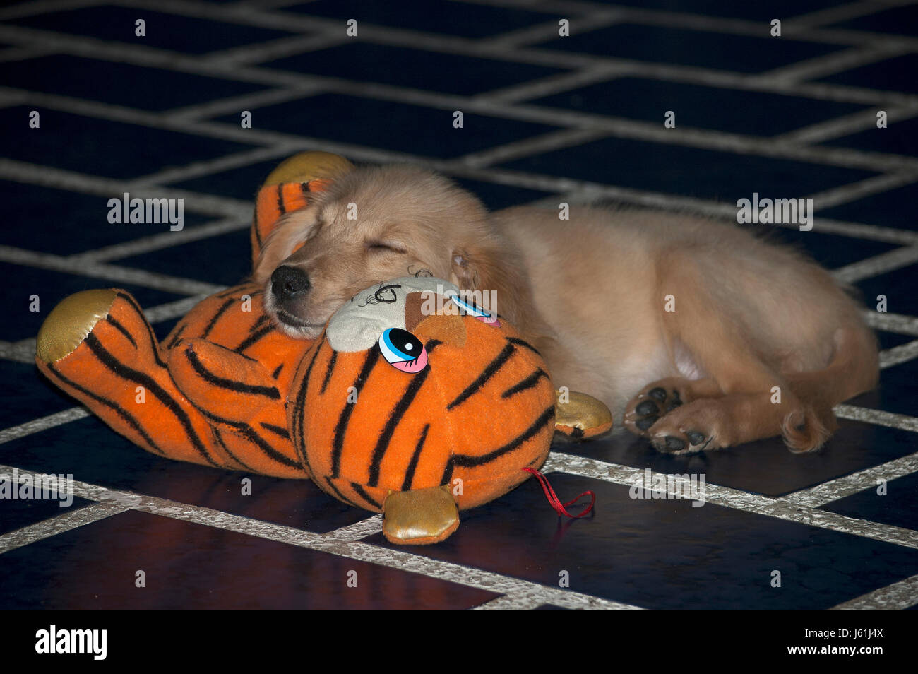 Dog plays & sleeps with his toy doll Stock Photo Alamy