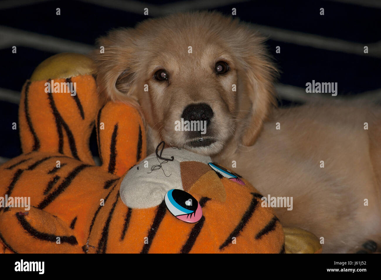 Dog plays & sleeps with his toy doll Stock Photo Alamy