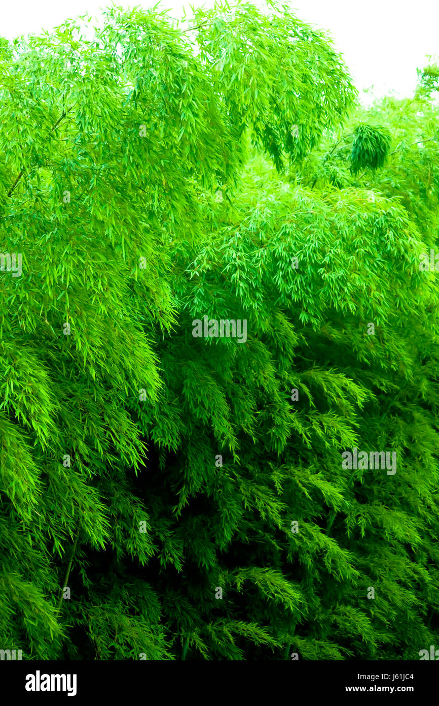 garden plant leaves bushes bamboo gardens zen leaf garden plant asia