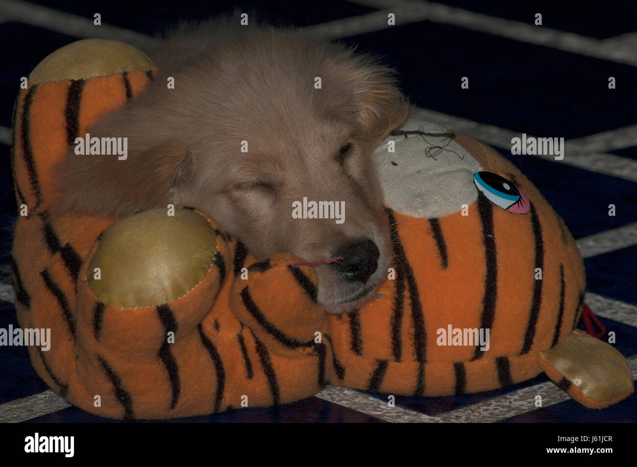 Dog plays & sleeps with his toy doll Stock Photo Alamy