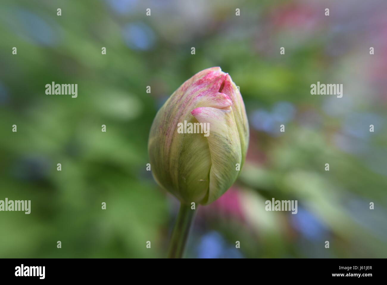 Pink Tulip Bud Stock Photo