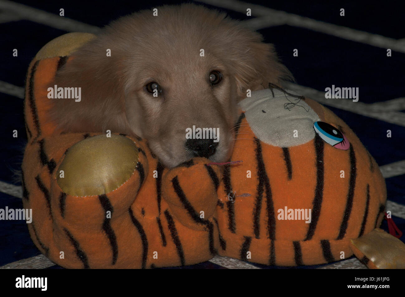 Dog plays & sleeps with his toy doll Stock Photo Alamy