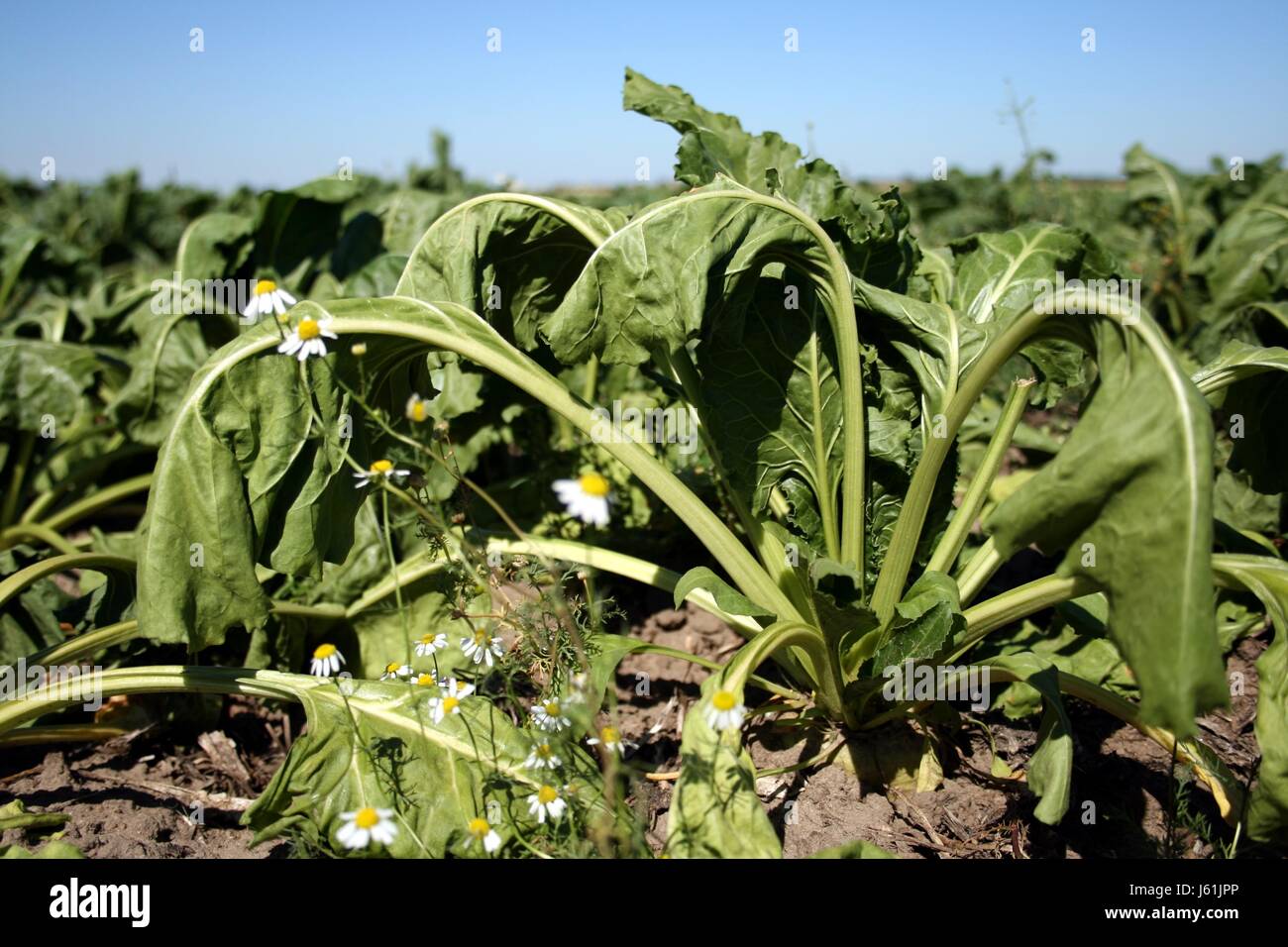 agriculture farming summer summerly dryness drought turnip sugar beet
