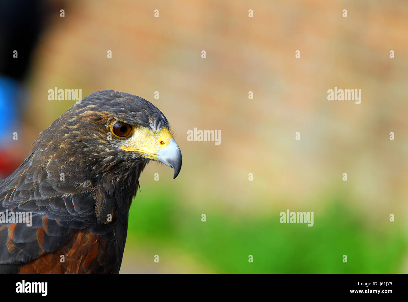bird birds raptor pointed beak beaks red kite bird birds raptor birds
