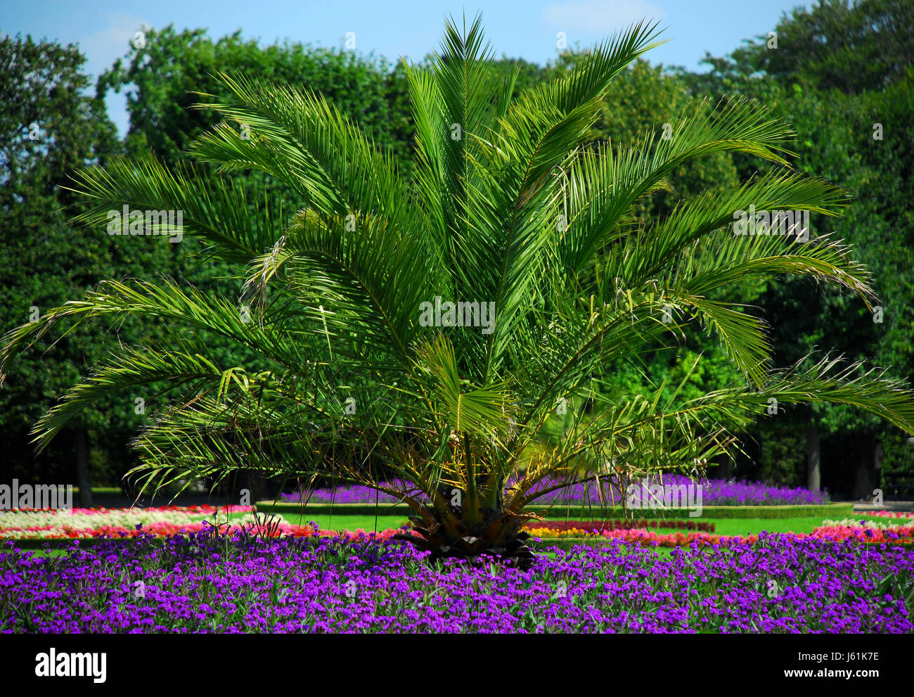 tree park garden palm tree gardens date palm leaf tree garden shine shines Stock Photo