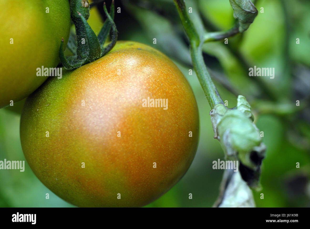 shrub vegetable grow ripen tomato plant plant progenies fruits fruit